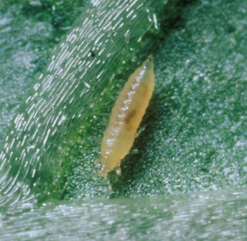 Western flower thrip larva. Image © ADAS Horticulture
